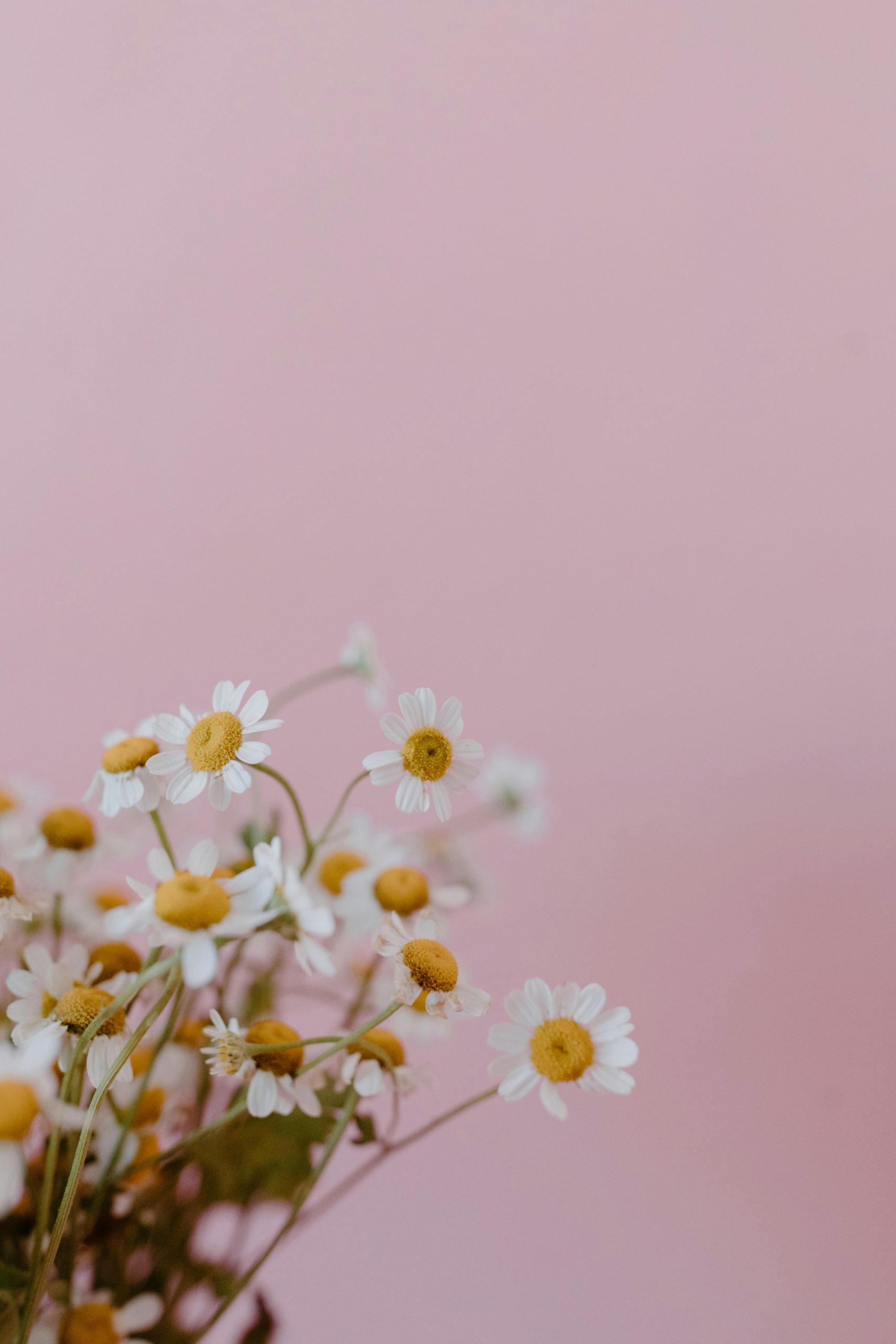 herbs for stress relief